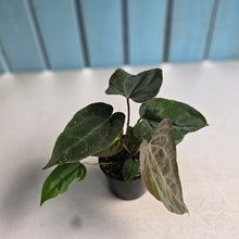 Load image into Gallery viewer, #D73 Three x Anthurium NOID Seedlings