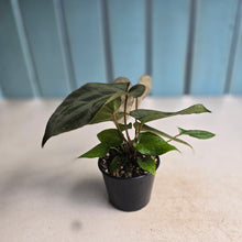 Load image into Gallery viewer, #D73 Three x Anthurium NOID Seedlings