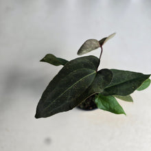 Load image into Gallery viewer, #D73 Three x Anthurium NOID Seedlings