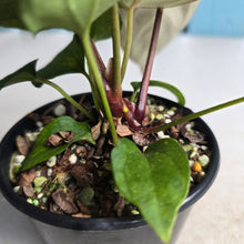 Load image into Gallery viewer, #D73 Three x Anthurium NOID Seedlings