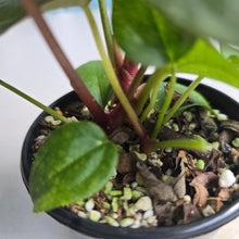 Load image into Gallery viewer, #D73 Three x Anthurium NOID Seedlings