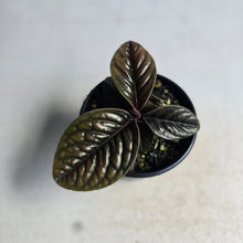 Load image into Gallery viewer, #D118 Labisia Sp.