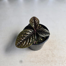 Load image into Gallery viewer, #D118 Labisia Sp.
