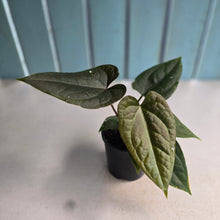Load image into Gallery viewer, #RD37 Three x Headed Anthurium Black Panther x Luxurians