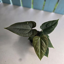 Load image into Gallery viewer, #RD37 Three x Headed Anthurium Black Panther x Luxurians