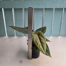 Load image into Gallery viewer, #RD37 Three x Headed Anthurium Black Panther x Luxurians