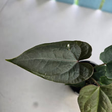 Load image into Gallery viewer, #RD37 Three x Headed Anthurium Black Panther x Luxurians