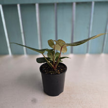 Load image into Gallery viewer, #RD37 Three x Headed Anthurium Black Panther x Luxurians