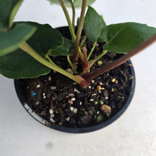 Load image into Gallery viewer, #RD37 Three x Headed Anthurium Black Panther x Luxurians