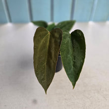 Load image into Gallery viewer, #R90 Three x Anthurium NOID Seedlings