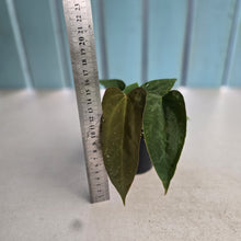 Load image into Gallery viewer, #R90 Three x Anthurium NOID Seedlings