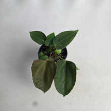Load image into Gallery viewer, #R90 Three x Anthurium NOID Seedlings