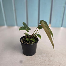 Load image into Gallery viewer, #R90 Three x Anthurium NOID Seedlings