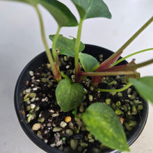 Load image into Gallery viewer, #R90 Three x Anthurium NOID Seedlings