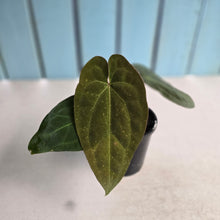 Load image into Gallery viewer, #R323 Two x Headed Anthurium NOID