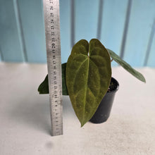 Load image into Gallery viewer, #R323 Two x Headed Anthurium NOID