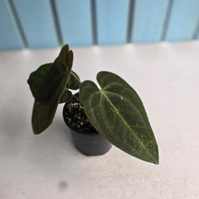 Load image into Gallery viewer, #R323 Two x Headed Anthurium NOID