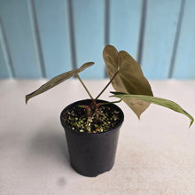Load image into Gallery viewer, #R323 Two x Headed Anthurium NOID