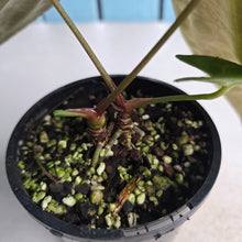 Load image into Gallery viewer, #R323 Two x Headed Anthurium NOID