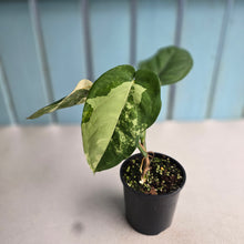 Load image into Gallery viewer, #RD2 Variegated Syngonium Chiapense