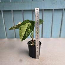Load image into Gallery viewer, #RD2 Variegated Syngonium Chiapense