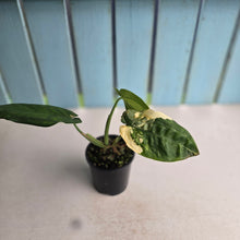 Load image into Gallery viewer, #RD2 Variegated Syngonium Chiapense