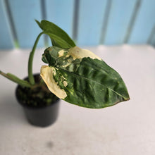 Load image into Gallery viewer, #RD2 Variegated Syngonium Chiapense