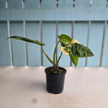 Load image into Gallery viewer, #RD2 Variegated Syngonium Chiapense