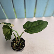 Load image into Gallery viewer, #RD2 Variegated Syngonium Chiapense