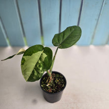 Load image into Gallery viewer, #RD2 Variegated Syngonium Chiapense