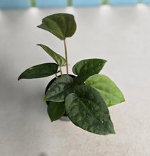 Load image into Gallery viewer, #RB15 Three x Anthurium Papillilaminum x (Luxurians x Radicans)