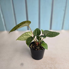 Load image into Gallery viewer, #RB15 Three x Anthurium Papillilaminum x (Luxurians x Radicans)