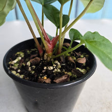 Load image into Gallery viewer, #RB15 Three x Anthurium Papillilaminum x (Luxurians x Radicans)