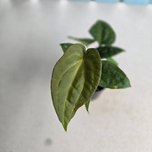 Load image into Gallery viewer, #RB15 Three x Anthurium Papillilaminum x (Luxurians x Radicans)