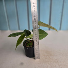 Load image into Gallery viewer, #RB15 Three x Anthurium Papillilaminum x (Luxurians x Radicans)
