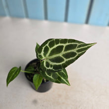 Load image into Gallery viewer, #RB1 Anthurium Crystallinum x