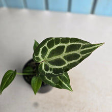 Load image into Gallery viewer, #RB1 Anthurium Crystallinum x