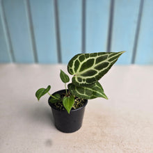 Load image into Gallery viewer, #RB1 Anthurium Crystallinum x