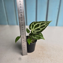 Load image into Gallery viewer, #RB1 Anthurium Crystallinum x