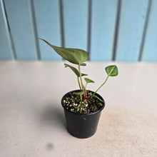 Load image into Gallery viewer, #RB1 Anthurium Crystallinum x