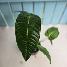 Load image into Gallery viewer, #D15 Anthurium Veitchii