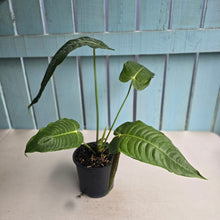 Load image into Gallery viewer, #D15 Anthurium Veitchii