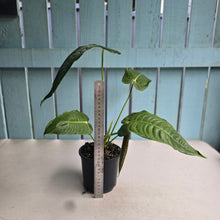 Load image into Gallery viewer, #D15 Anthurium Veitchii