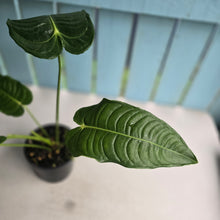 Load image into Gallery viewer, #D15 Anthurium Veitchii