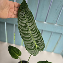 Load image into Gallery viewer, #D15 Anthurium Veitchii