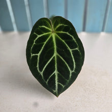 Load image into Gallery viewer, #P56 Anthurium Hilders Crystallinum