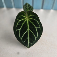 Load image into Gallery viewer, #P56 Anthurium Hilders Crystallinum
