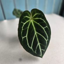 Load image into Gallery viewer, #P56 Anthurium Hilders Crystallinum
