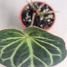 Load image into Gallery viewer, #P56 Anthurium Hilders Crystallinum