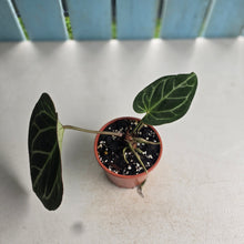Load image into Gallery viewer, #P56 Anthurium Hilders Crystallinum